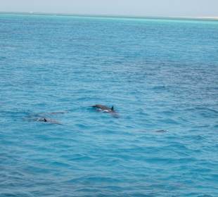 Selbst Delphine haben Spaß