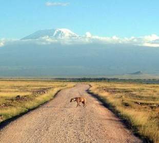 Hyäne vor dem Kilimandscharo