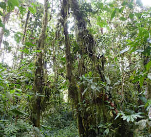 Wanderung durch den Nebelwald/Regenwald