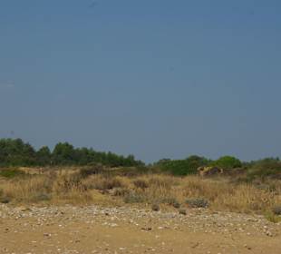 Weitläufiges Gelände