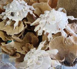 Exponate im Muschelmuseum Hooksiel