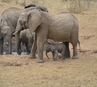 Elefant und Baby (ca. 1 Woche) / Tsavo Ost