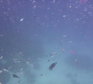 Ein Meer voll Fische, Aquarium