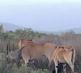 De Hoop Nature Reserve