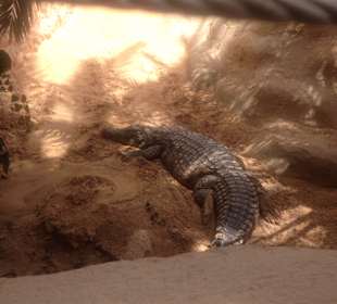 Krokodilfarm Animalia