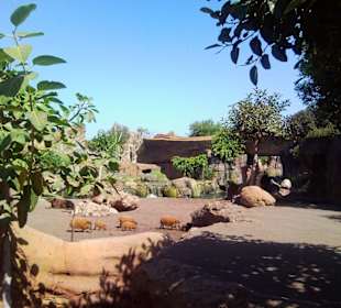 Bioparc Valencia