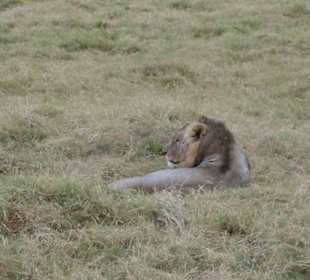 Morgens im Amboseli NP