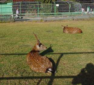 В Белгородском зоопарке