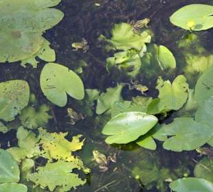 Frösche zwischen den Seerosen