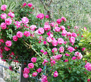 Blumen
