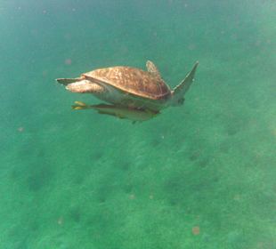 Schildkröte in der Nachbarbucht Abu Dabab