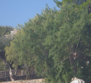 Insel Spinalonga / Kalidonia