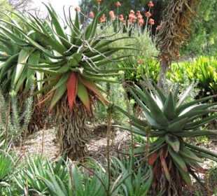 Im botanischen Garten von Perth