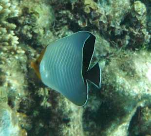 Hausriff Arabia Azur