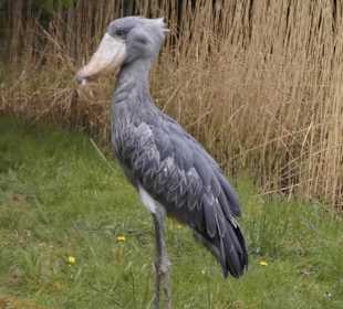 Weltvogelpark Walsrode