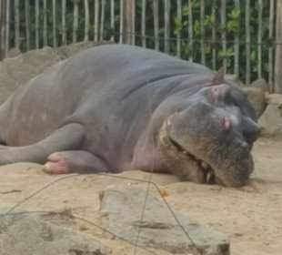Zoologischer Garten Köln
