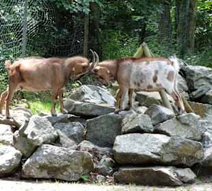Das Ziegengehege im Kurpark Bad Berneck
