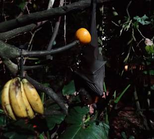 Flughunde im Nachtzoo