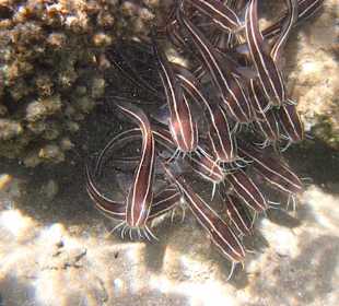 Kleine Korallenwelse