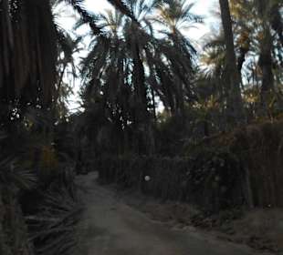 Palmenoase und Kutschfahrt