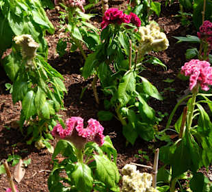 Jeden z ciekawszych okazów roślinności