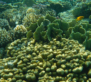 Korallen am Südriff