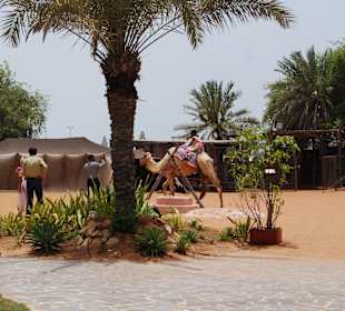 Kamelreiten