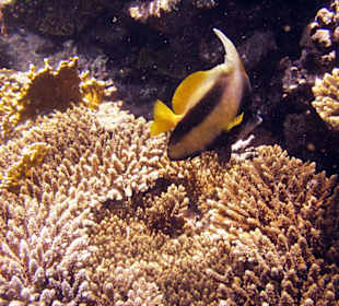 Nurkowanie w Sharm el Sheikh - podwodne życie