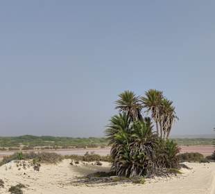 Boa Vista Boabab Tour wilder Osten 