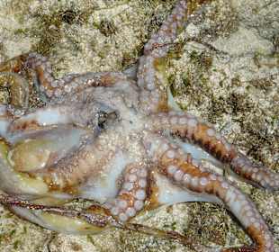 Octopus