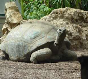 Aldabra-Riesenschildkröte