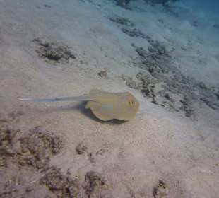 Delfinausflug mit Mo