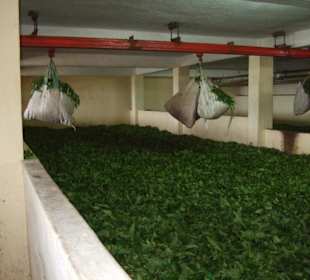 Teefabrik in Bois Cheri