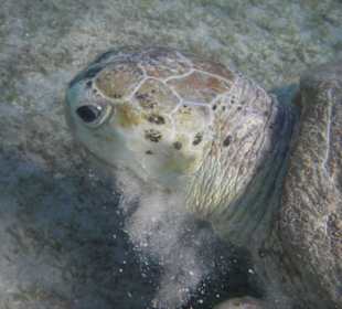 Riesehschildi beim Frühstück
