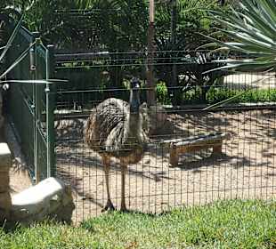 Nandu aus Südamerika