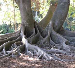 Marie Selby Botanical Gardens in Sarasota