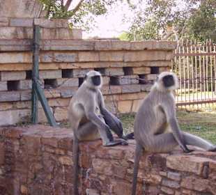 Affen in der Festung