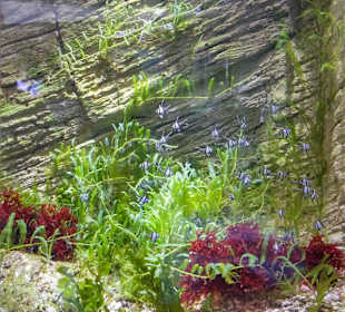 Schwarm Junge Kardinalbarsch