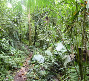 Wanderung durch den Nebelwald/Regenwald