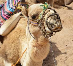 Kamelreiten bei der Quadtour