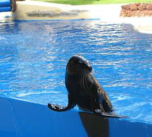 Seelöwenshow