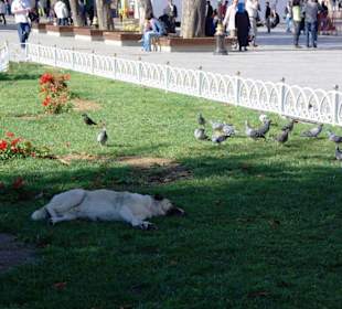 At Meydanı (Hippodrom)