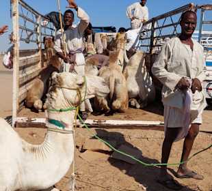 Kamelmarkt El Shalateen