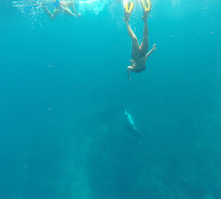 Manta