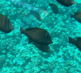 Schnorcheln Soma Bay