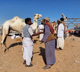 Kamelmarkt El Shalateen