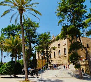 Palma 5