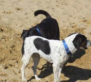 Hundestrand in Bibione