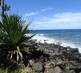 Vacoapalmen an der Anse des Cascades