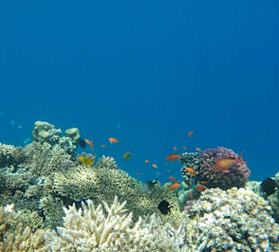 Wunderschönes Hausriff